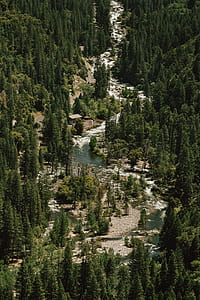 bird's eye photography of pine trees and river thumbnail