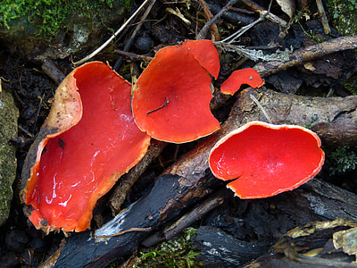 Vermilion Kelchbecherling, Mushroom thumbnail