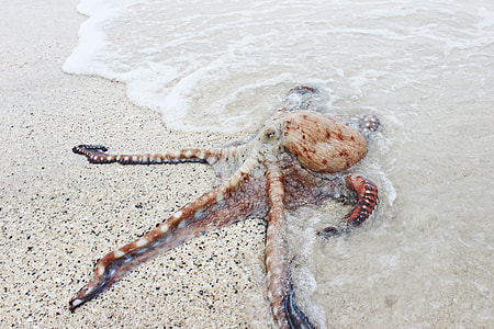 beige and brown octopus on brown sand near body of water during daytime thumbnail