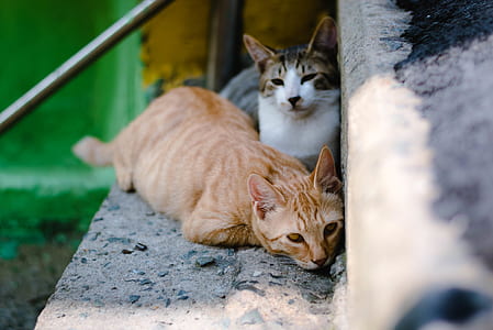 two brown and gray cats on the stair thumbnail