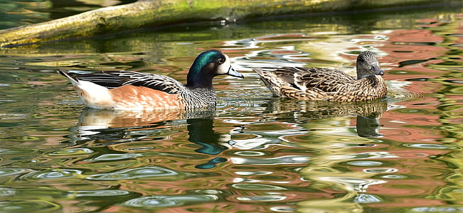 two mallard ducks on body of water thumbnail