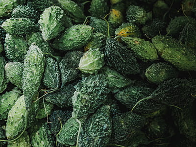 bunch of bitter gourds thumbnail