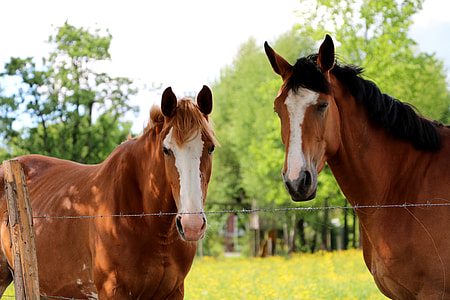 Horse, Animal thumbnail