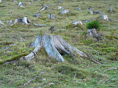 grey tree stumps and green grass thumbnail