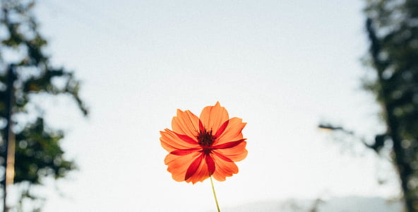 low angle photo of orange cosmos flower in bloom at daytime thumbnail