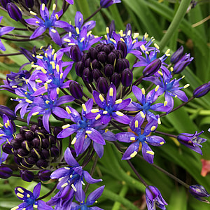 Shiraperubiana, Purple thumbnail