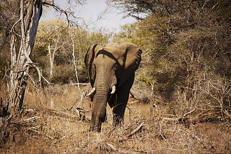 gray elephant in forest thumbnail