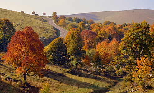 green and orange trees near the road thumbnail