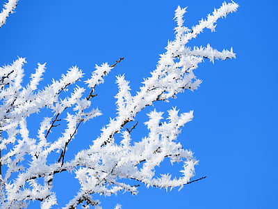 frostbitten tree branches thumbnail