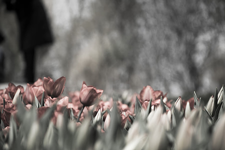 gray scale photo of flowers thumbnail