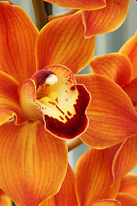 orange orchids thumbnail