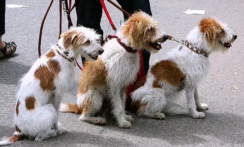three white-and-brown dogs sitting near person in black pants thumbnail