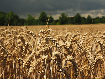 grains on shallow focus lens thumbnail