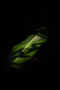 selective photo of banana leaf thumbnail