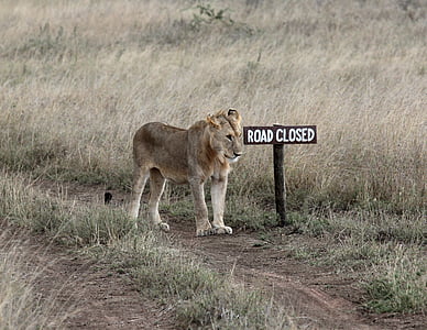 brown lioness standing beside road closed signage thumbnail