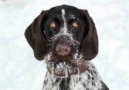 adult white and black German wirehaired pointer thumbnail