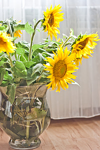 yellow sunflowers thumbnail