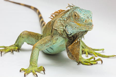 green iguana in closeup photography thumbnail