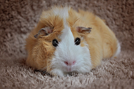 depth photo of brown hamster thumbnail