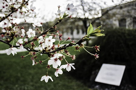 Selective Focus Photography of White-and-red Petaled Flowers thumbnail