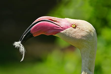 white and pink flamingo thumbnail