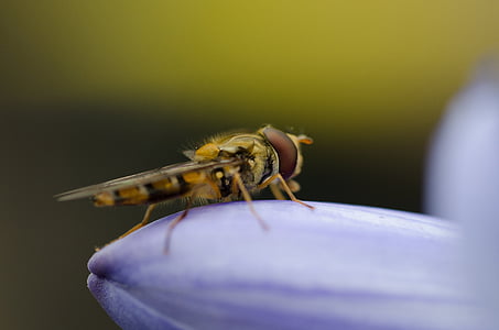 closeup photo of yellow fly perched on purple flower thumbnail