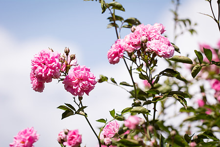 closeup photo of pink flowering tree in bloom thumbnail