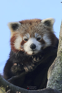 red panda thumbnail