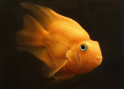 selective photography of fish thumbnail