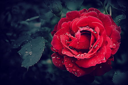 water, petals, plant, leaves thumbnail