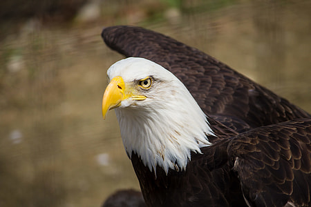 focused photo of a bald eagle thumbnail