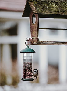 selective focus photography of black-capped chickadee perching on bird feeder thumbnail