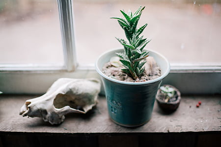 green-leafed plant in blue plant pot thumbnail