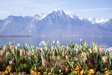 flowers near sea at daytime thumbnail