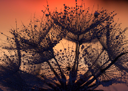 silhouette of flowers thumbnail