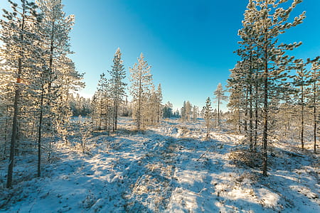 Snow Covered Field and Green Leaf Trees Under Blue Sky thumbnail