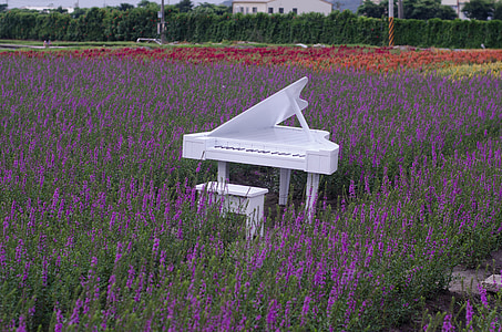 white wooden grand piano with chair in middle of lavender field thumbnail