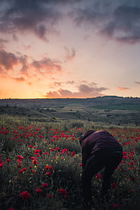 poppy, tree, hillside, hill thumbnail