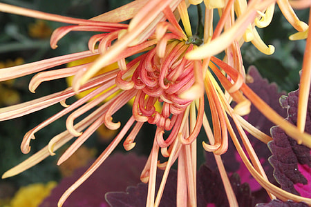 Orange, Chrysanthemum thumbnail
