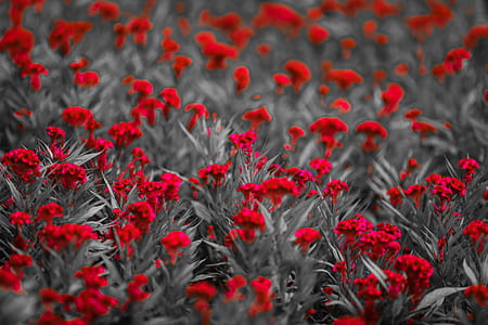 nature, field, flowers, petals thumbnail