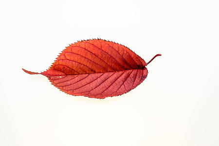 red opaque leaf screenshot thumbnail