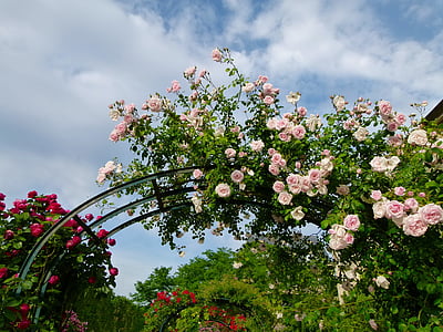 white rose plant arch thumbnail
