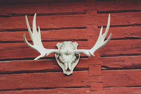 deer skull mount thumbnail