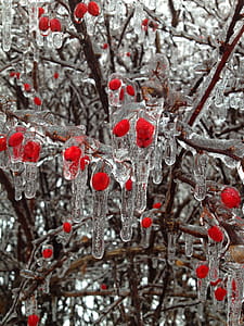 Frozen berries thumbnail