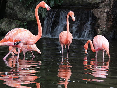 four flamingo on body of water thumbnail