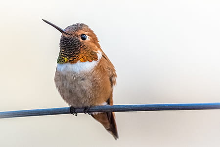 brown and white bird on gray line thumbnail
