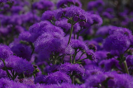 purple floss flowers in closeup photography thumbnail