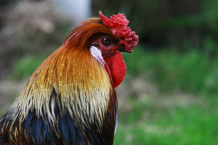 selective focus photography of red and brown male chicken thumbnail