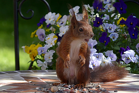 Squirel near purple petaled flowers thumbnail