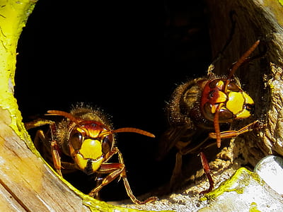 closeup photo of bees thumbnail
